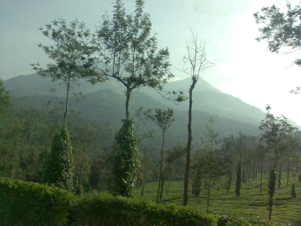 Hills and plantations in Wayanad
